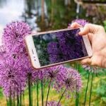 Aplicativos para identificar plantas